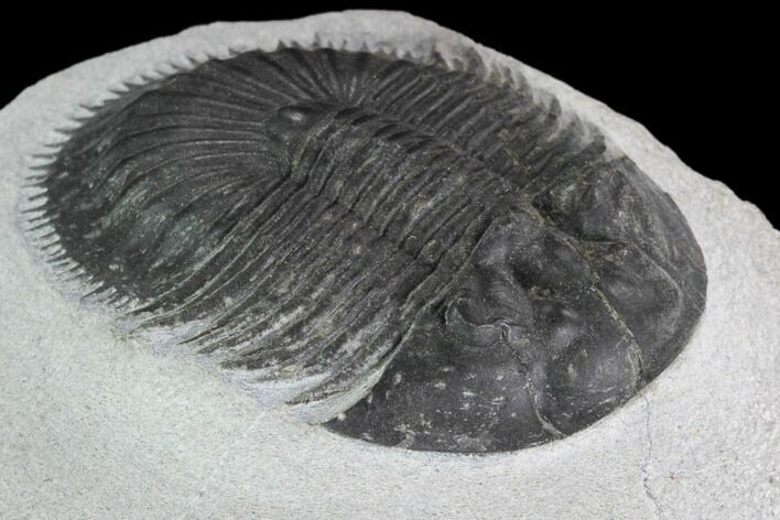 Thysanopeltis Trilobite - Issoumour, Morocco #100681